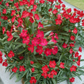 Red Oleander Live Plant | 2 Gallon Shrub with Red Flowers | Nerium oleander for Landscape & Garden