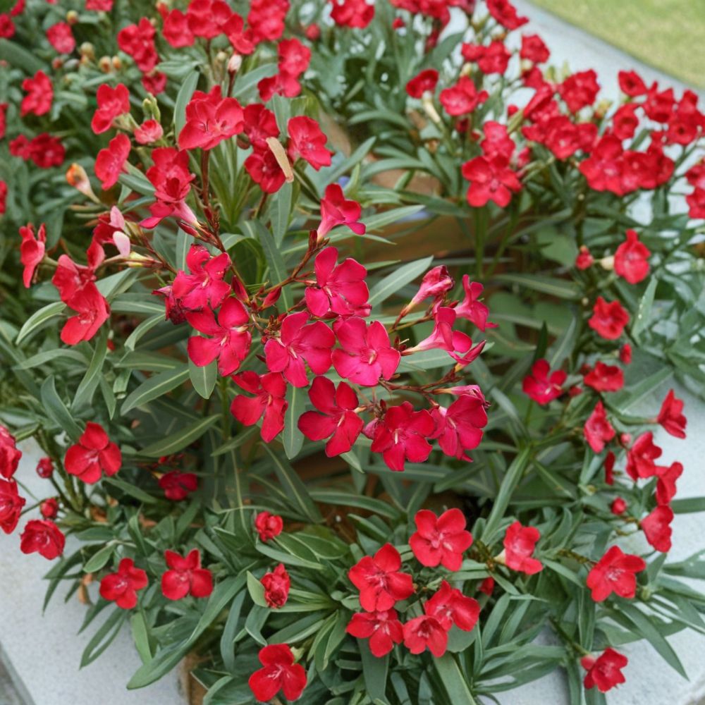 Red Oleander Live Plant | 2 Gallon Shrub with Red Flowers | Nerium oleander for Landscape & Garden