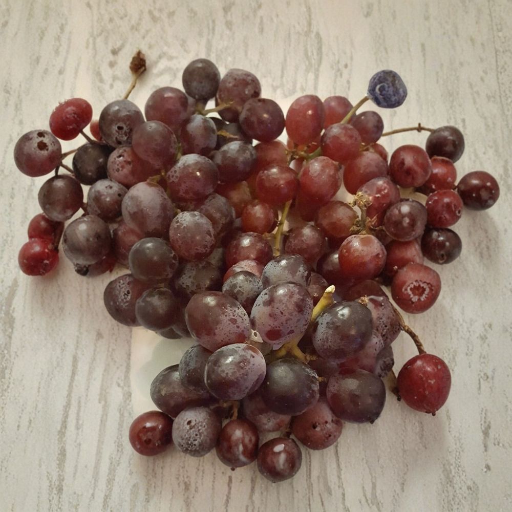 Vanessa Red Seedless Grape Vine – 2 Gallon Self-Fertile Fruit Plant with Sweet Red Seedless Vitis Hybrid
