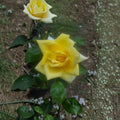Oregold Grandiflora Rose – Live Bush Plant in 5 Gallon Container, Golden Yellow Blooms, Garden Rose, Rosa 'Oregold'