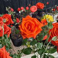 Marina Everblooming Floribunda Rose Live Plant | Salmon Orange Blooms | 2 Gallon | Repeat Flowering Shrub Rose Rosa