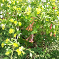 Arnold's Red Honeysuckle Live Flowering Vine 1 Gallon Rooted Climber Lonicera sempervirens for Garden Trellises and Fences
