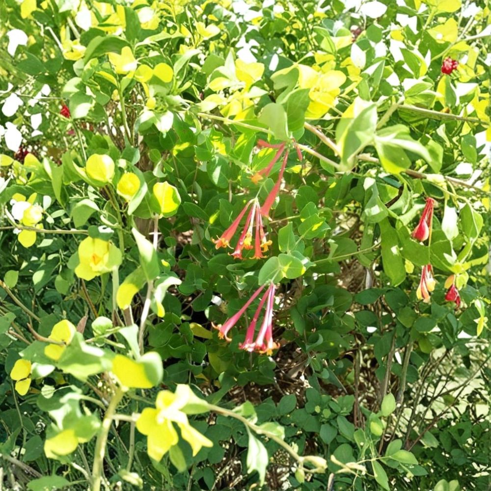 Arnold's Red Honeysuckle Live Flowering Vine 1 Gallon Rooted Climber Lonicera sempervirens for Garden Trellises and Fences