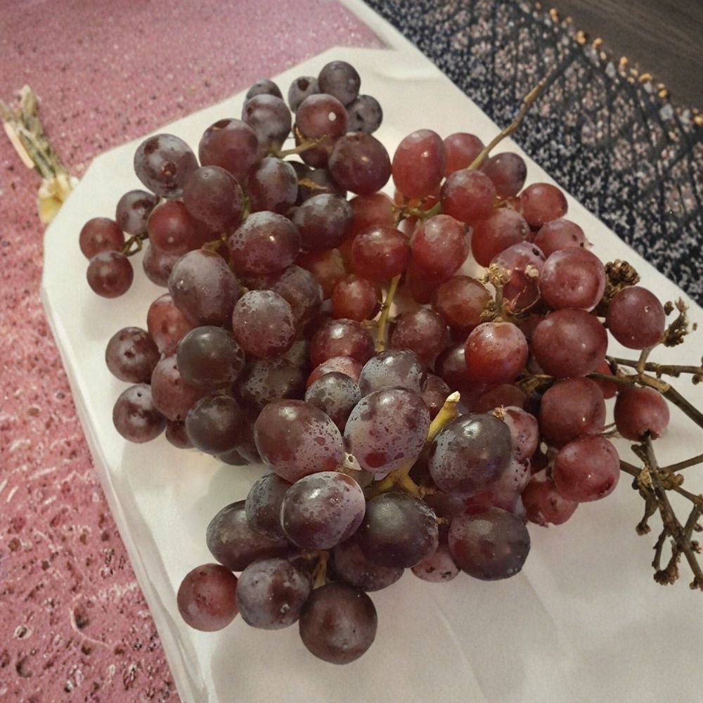 Vanessa Red Seedless Grape Vine – Vitis vinifera Live Plant, 2 Gallon, Self-Fertile, Red Seedless Grapes for Garden and Vineyard