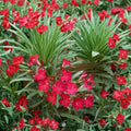 Red Oleander Live Plant – 2 Gallon Red Flowering Evergreen Shrub – Nerium oleander for Gardens, Hedges & Landscape