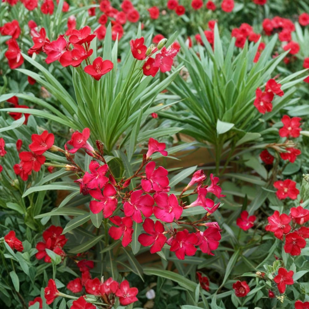 Red Oleander Live Plant – 2 Gallon Red Flowering Evergreen Shrub – Nerium oleander for Gardens, Hedges & Landscape