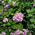 Nikko Blue Hydrangea Live Shrub 3 Gallon – Blue Flowering Hydrangea macrophylla for Garden & Landscape