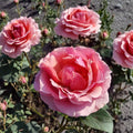 Princesse de Monaco Grandiflora Rose – Pink & Cream Bicolor Live Plant, 1 Gallon, Garden Rose, Rosa hybrid