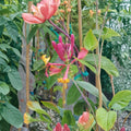 Pink Lemonade Honeysuckle Vine – 2 Gallon Live Plant with Fragrant Pink Flowers, Butterfly & Hummingbird Attractant, Lonicera spp.
