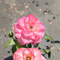 Floribunda Rose Live Plant 5 Gallon White Pink Blooms Repeat Flowering Rosa Hybrid
