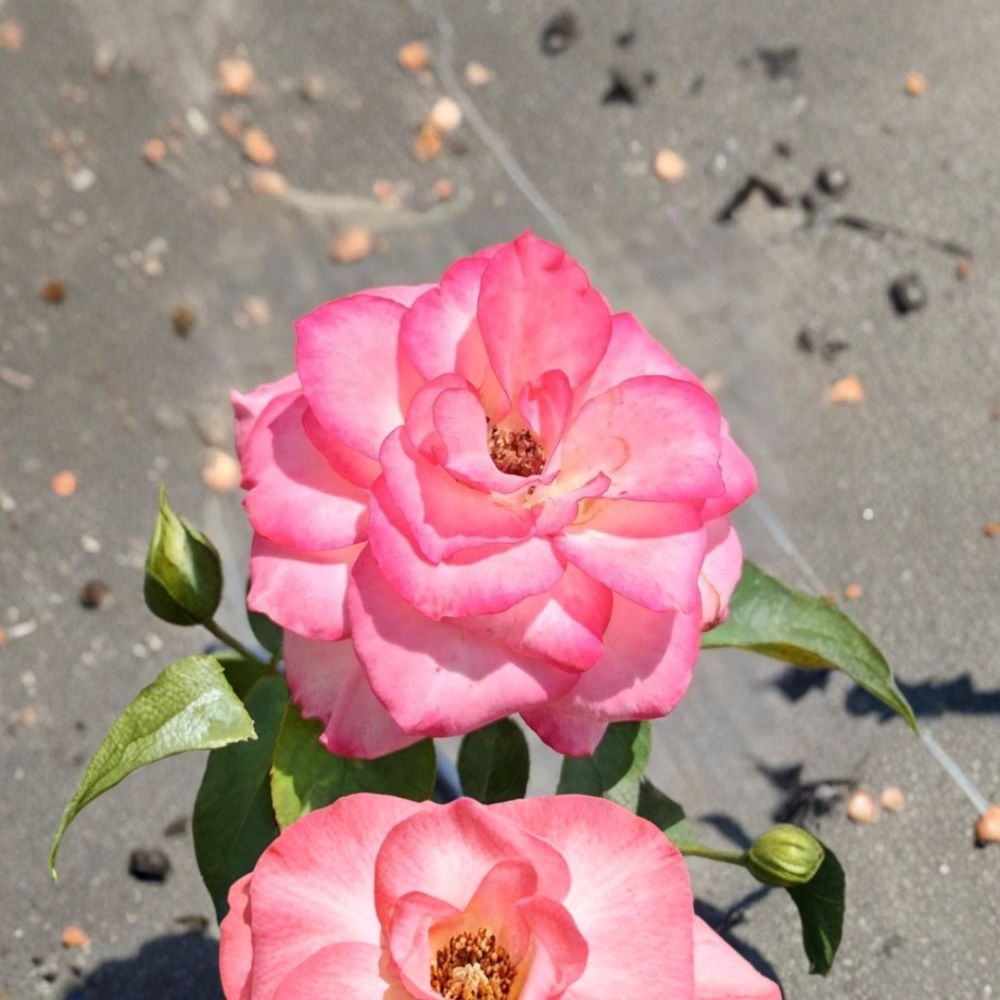 Floribunda Rose Live Plant 5 Gallon White Pink Blooms Repeat Flowering Rosa Hybrid
