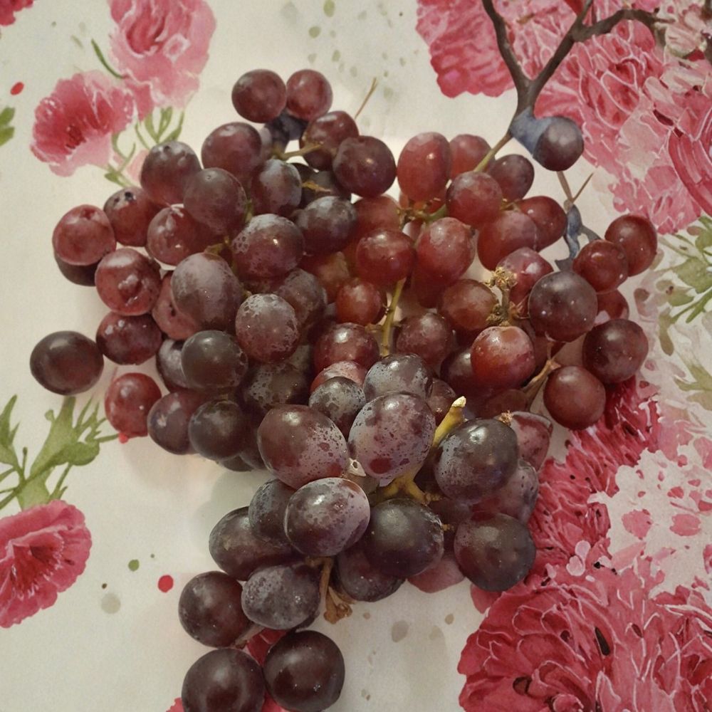 Red Globe Grape Vine – 2 Gallon Self-Fertile Fruit Plant for Fresh Eating, Juice & Wine | Vitis vinifera