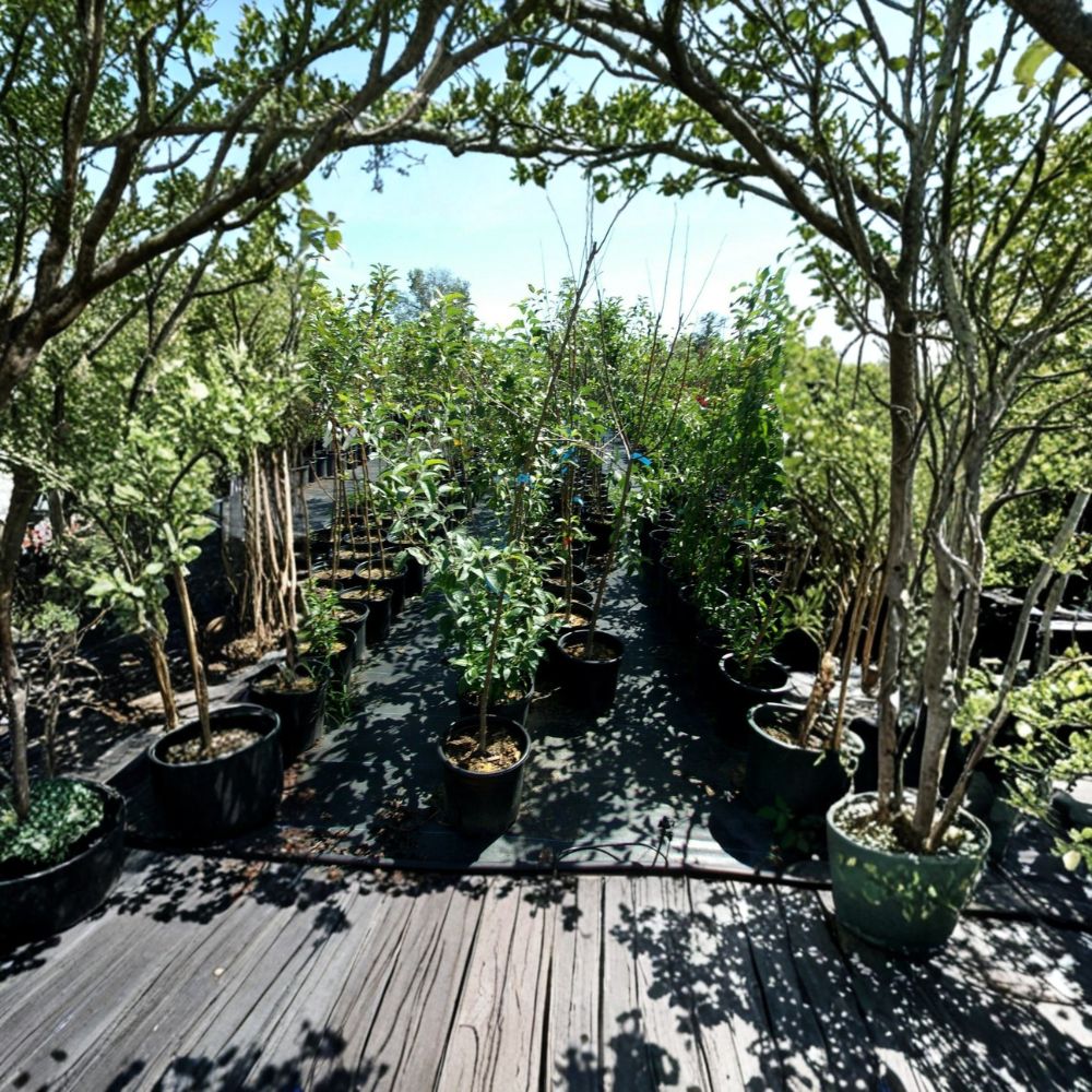 Enterprise Apple Tree – Live Fruit Tree, Malus domestica, Juicy Apples, Small Garden, Backyard Orchard, Easy to Grow