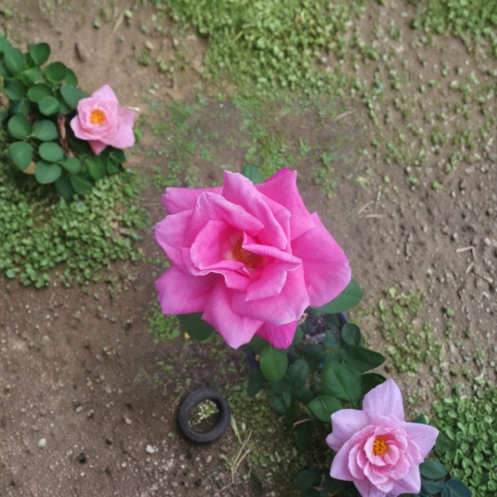 Perfume Delight Hybrid Tea Rose Live Plant | Pink Fragrant Bloom | 5 Gallon Rosa hybrid Garden Rose