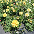 Julia Child® Floribunda Rose Live Plant 1 Gallon Butter Gold Award-Winner Rosa hybrida Easy to Grow Container & Garden