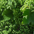 Muscat White Wine Grape Vine – Vitis vinifera, 3 Gallon Live Plant, Sweet Golden Grapes, Self-Fertile, Vineyard & Garden Fruit Plant