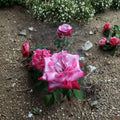 Paradise Hybrid Tea Rose Live Plant 1 Gallon Lavender Pink Magenta Fragrant Rose Bush Easy to Grow