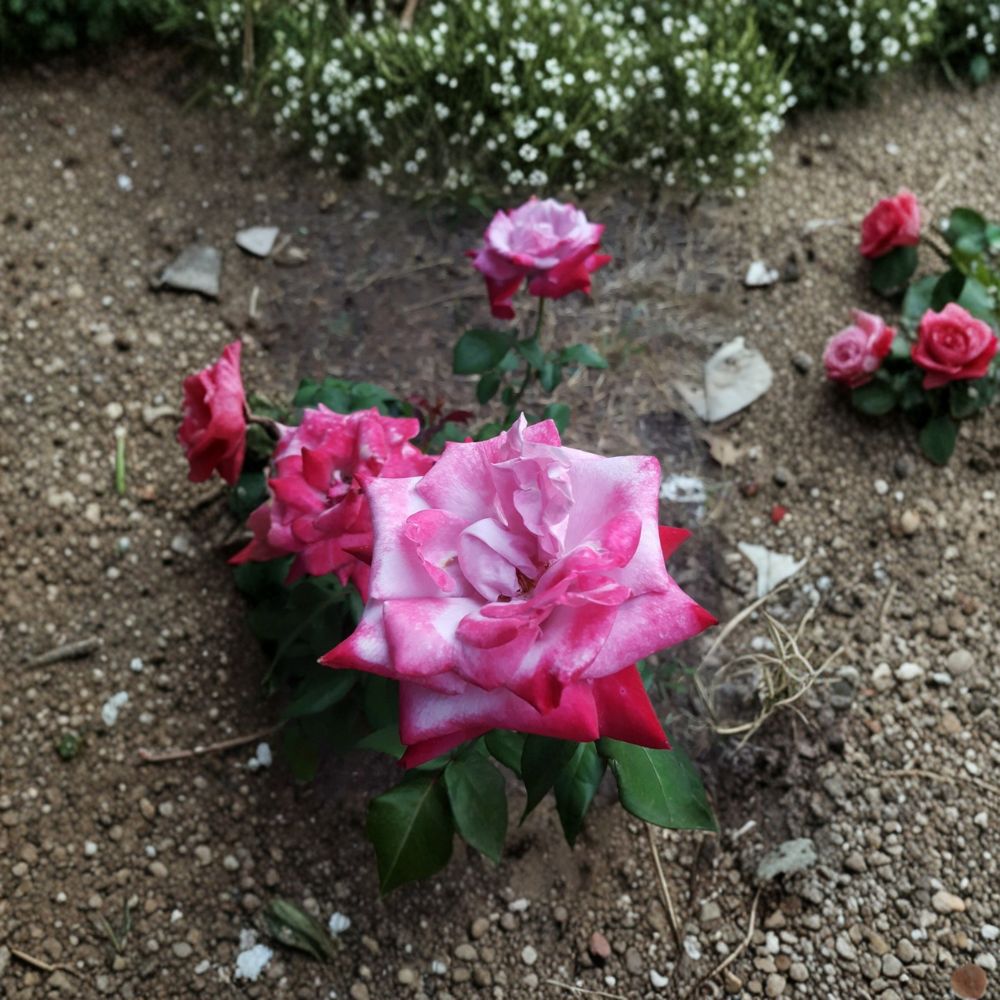 Paradise Hybrid Tea Rose Live Plant 1 Gallon Lavender Pink Magenta Fragrant Rose Bush Easy to Grow