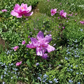 Double Flower Purple Rose of Sharon Live Plant | 3 Gallon Hibiscus syriacus Shrub | Hardy, Flowering, Easy to Grow