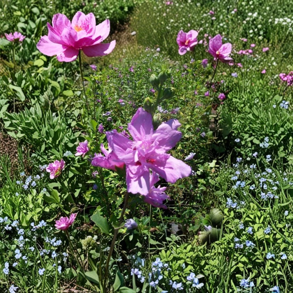 Double Flower Purple Rose of Sharon Live Plant | 3 Gallon Hibiscus syriacus Shrub | Hardy, Flowering, Easy to Grow