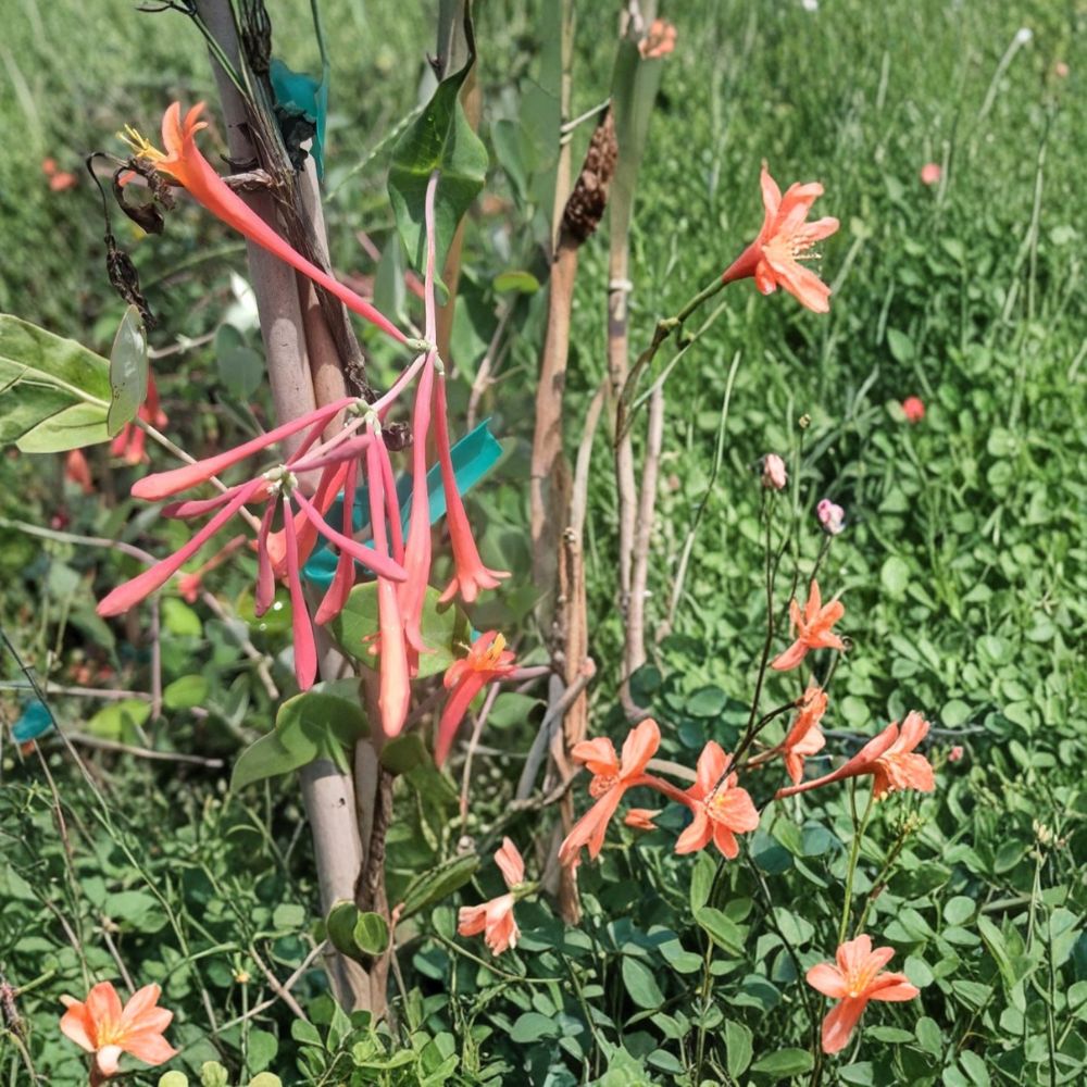 Coral Honeysuckle Vine Live Plant 2 Gallon, Lonicera sempervirens, Hummingbird & Butterfly Attracting, Climbing Garden Trellis