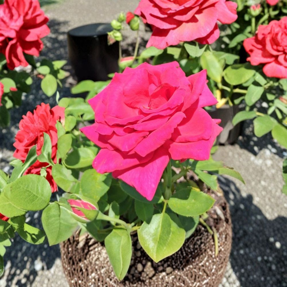 Hybrid Tea Rose Plant – 3 Gallon Deep Pink Fuchsia Blooms Rosa 'Voluptuous' for Garden & Landscape