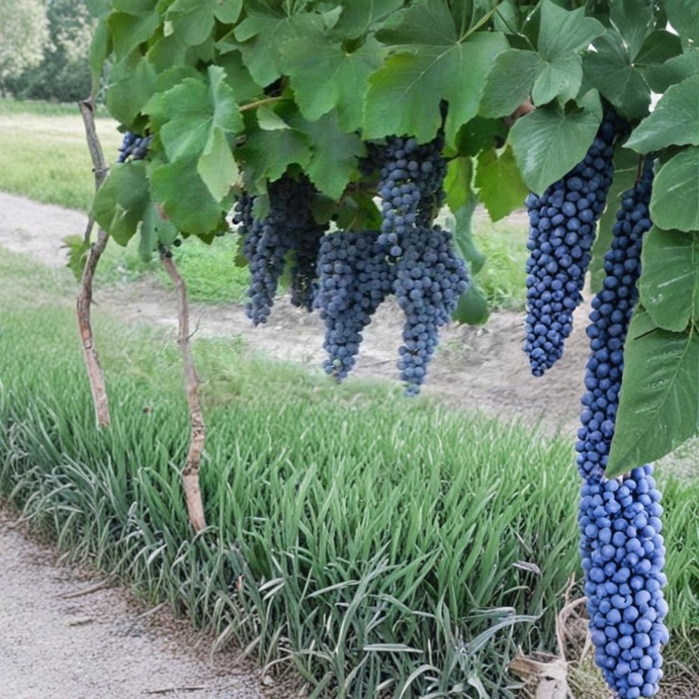 Norton Cynthiana Red Wine Grape Vine – Self-Fertile Vitis aestivalis for Vineyard & Garden