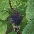 Saturn Blue Seedless Grape Vine – Vitis vinifera Live Plant, 3 Gallon, Large Blue Fruitful Climbing Vine for Garden & Vineyard