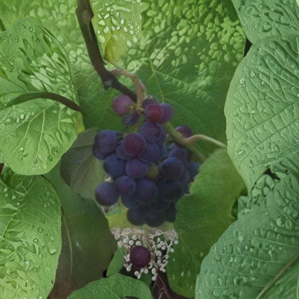 Saturn Blue Seedless Grape Vine – Vitis vinifera Live Plant, 3 Gallon, Large Blue Fruitful Climbing Vine for Garden & Vineyard