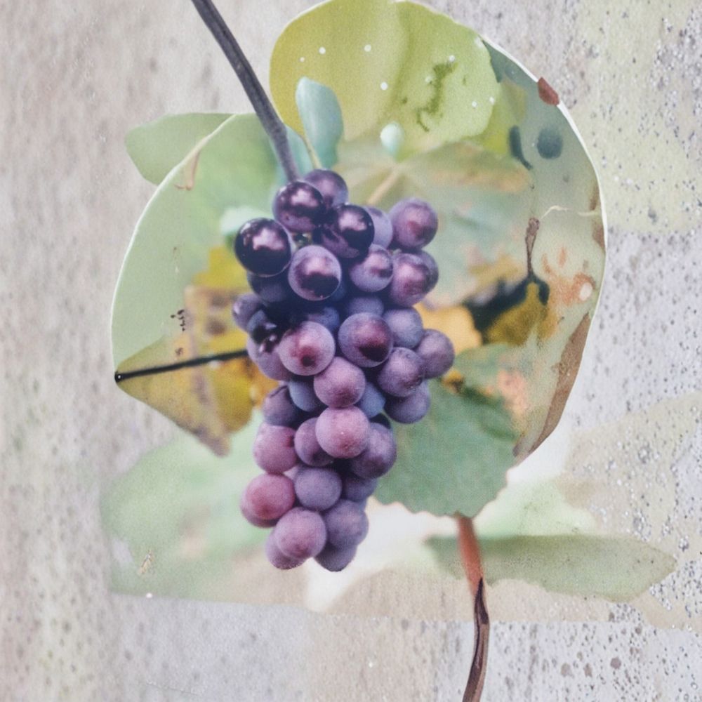 Champanel Grape Vine – 3 Gallon Live Plant with Sweet Red & Black Grapes, Vitis spp., Deciduous Fruit Vine for Garden & Vineyard