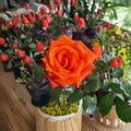 Live Marina Everblooming Floribunda Rose Plant – 5 Gallon Rooted Bush with Salmon-Orange Blooms for Garden & Landscape