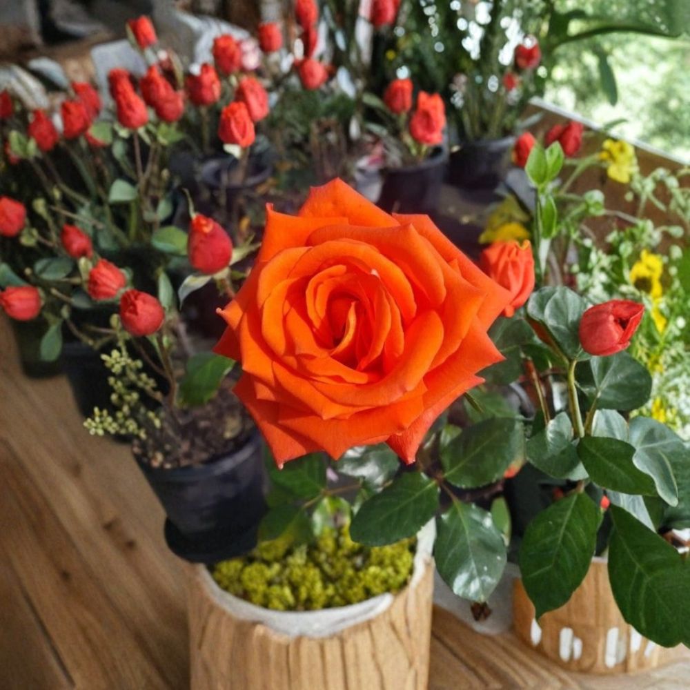 Live Marina Everblooming Floribunda Rose Plant – 5 Gallon Rooted Bush with Salmon-Orange Blooms for Garden & Landscape