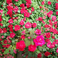 Live Rose Bush - Double Knock Out® Red Shrub Rose 3 Gallon, Disease Resistant, Continuous Blooms, Full Sun, Rosa 'Double Knock Out'
