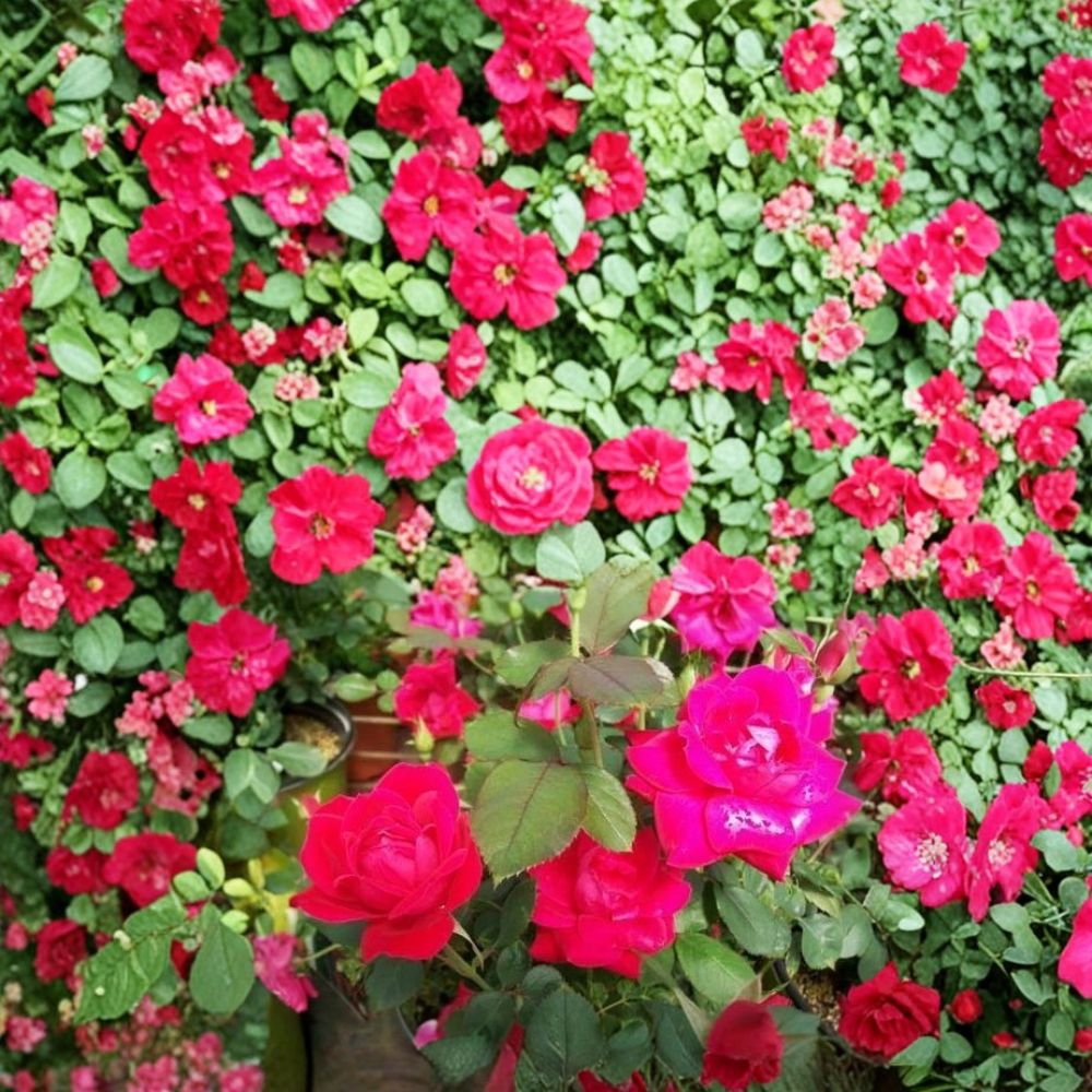 Live Rose Bush - Double Knock Out® Red Shrub Rose 3 Gallon, Disease Resistant, Continuous Blooms, Full Sun, Rosa 'Double Knock Out'