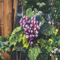 Black Supreme Muscadine Grape Vine – Live 3-Gallon Female Vitis rotundifolia for Vineyard & Backyard Growth