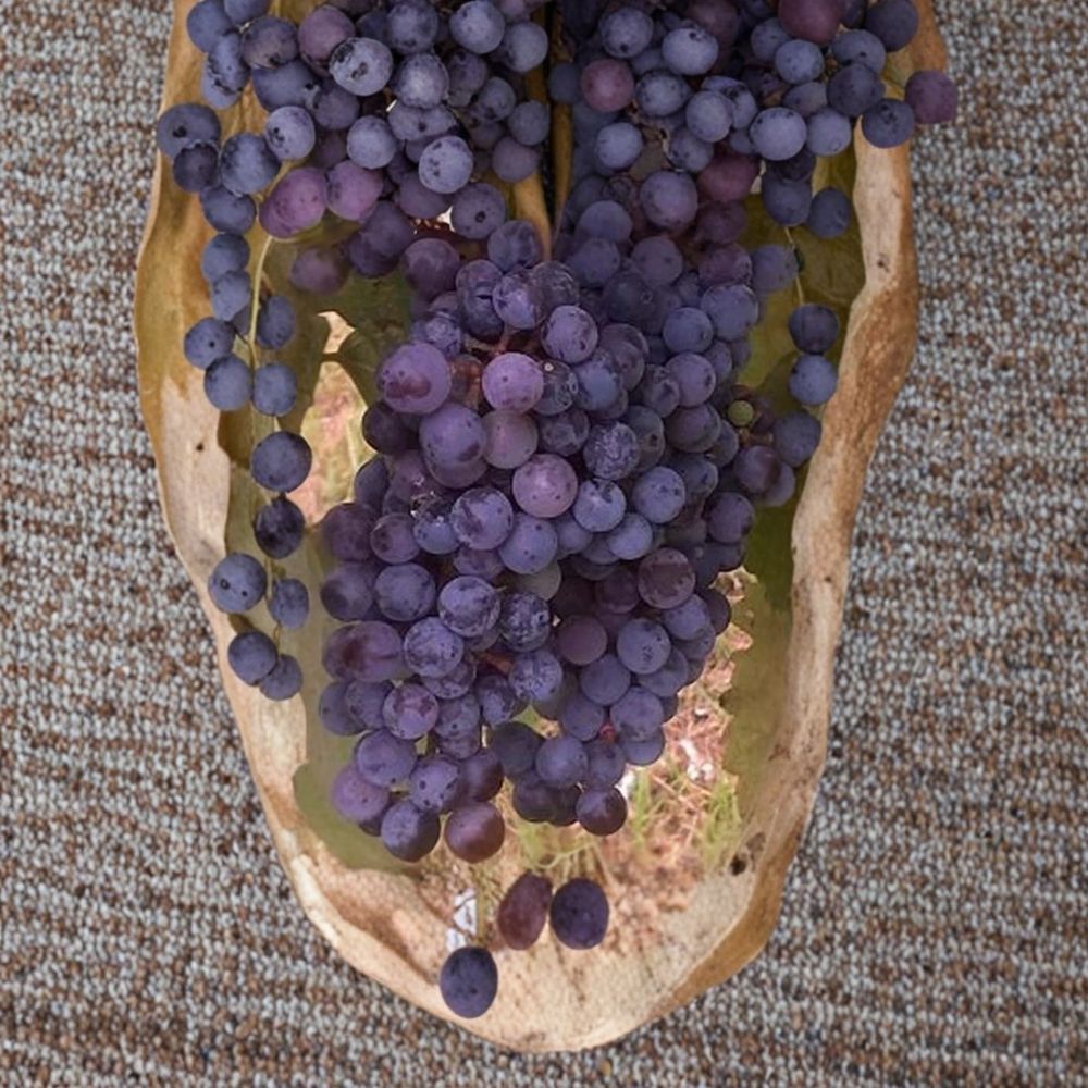 Zinfandel Wine Grape Vine – Vitis vinifera Live Plant, 3 Gallon, Self-Fertile, Red Wine Grape, Home Vineyard, Fruitful, Easy to Grow
