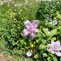 Double Flower Pink Rose of Sharon Live Plant | 3 Gallon Hibiscus syriacus Shrub | Pink Blooming Deciduous Flowering Shrub