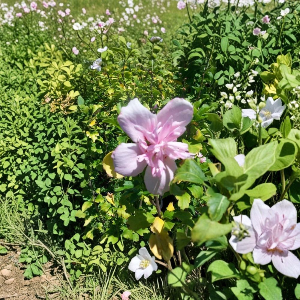 Double Flower Pink Rose of Sharon Live Plant | 3 Gallon Hibiscus syriacus Shrub | Pink Blooming Deciduous Flowering Shrub