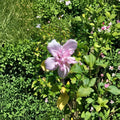 Double Flower Pink Rose of Sharon Live Shrub Plant | 3-Gallon Hibiscus syriacus Deciduous Flowering Shrub