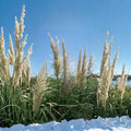 White Pampas Grass Live Plant 1 Gallon Ornamental Cortaderia selloana with Large White Plumes for Landscape and Garden