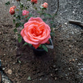 Tropicana Hybrid Tea Rose – Live Plant, 3 Gallon, Vibrant Orange Fragrant Blooms, Rosa hybrid 'Tropicana'
