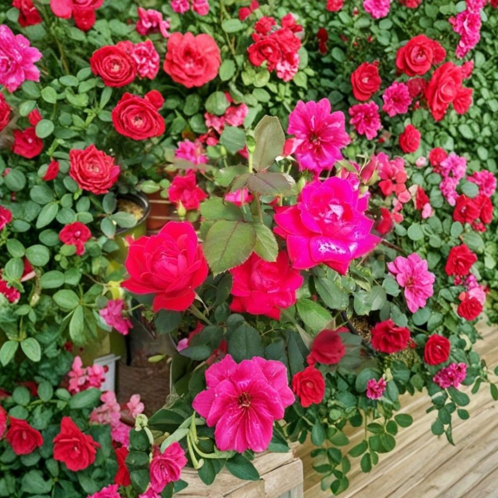 Live Rose Plant - Double Knock Out® Red Shrub Rose 5 Gallon, Disease Resistant Rosa 'Double Knock Out'