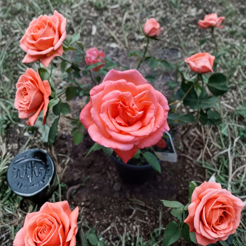 Tropicana Hybrid Tea Rose Plant – 1 Gallon Live Bush with Fragrant Orange-Coral Blooms, Rooted Rose for Garden & Landscape