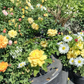 Julia Child Butter Gold Rose Live Plant – 1 Gallon Floribunda with Golden Yellow Blooms, Rosa 'Julia Child'