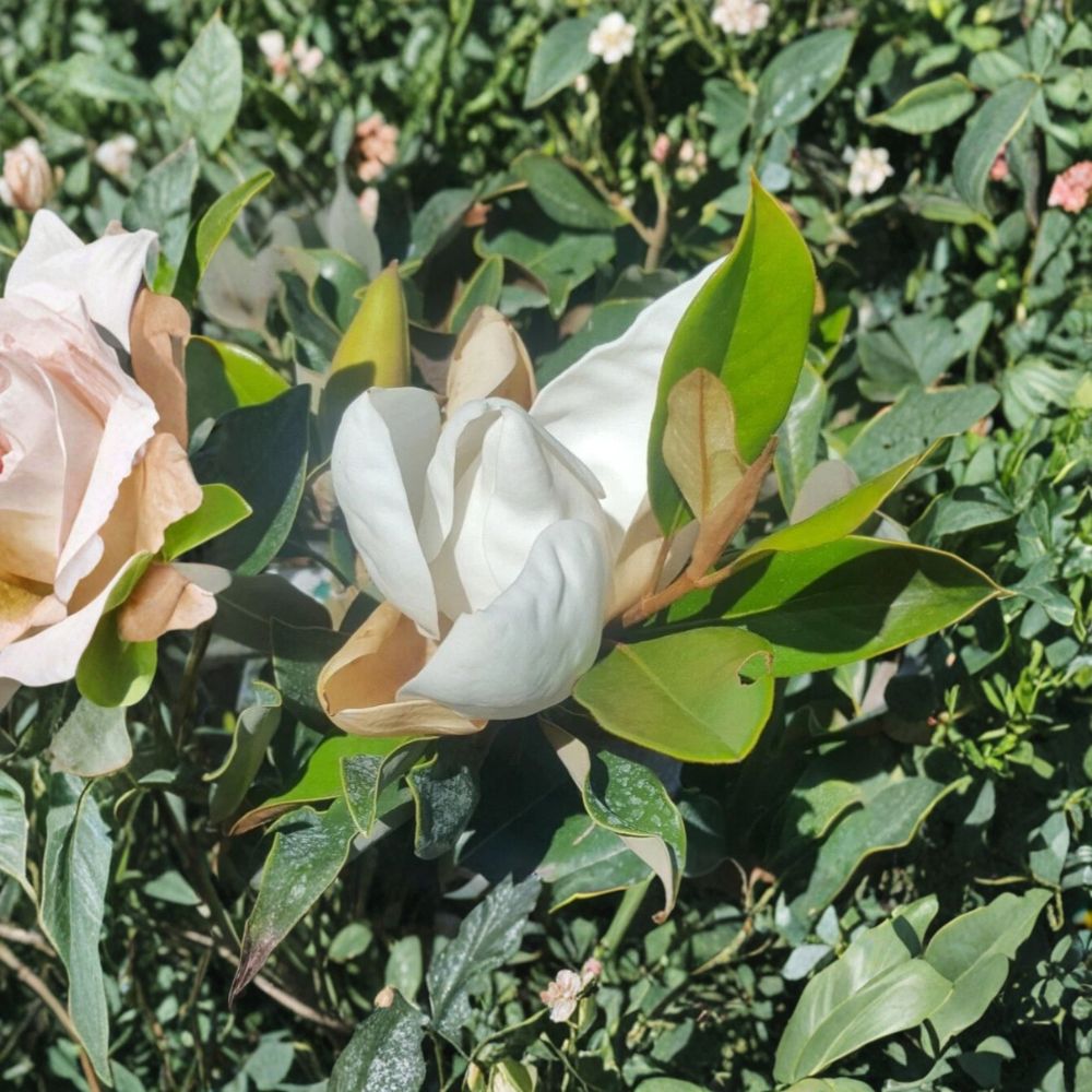 Southern Magnolia Tree – Live 4–5 Feet Tall, Evergreen Shade Tree with Fragrant White Flowers, Magnolia grandiflora