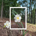 White Oleander Live Plant – 3 Gallon Shrub with White Flowers Nerium oleander for Landscape & Garden