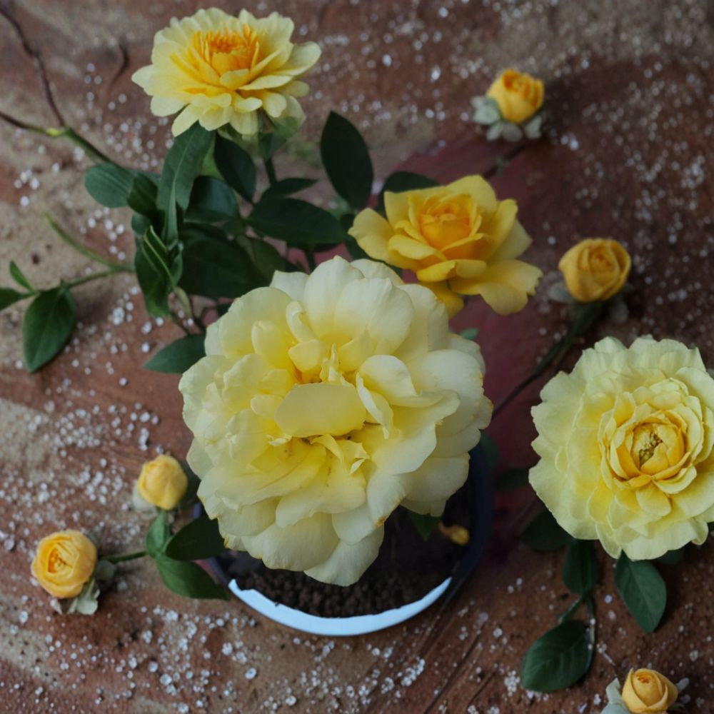 Sunsprite Floribunda Rose Live Plant | 2-Gallon Rooted Bush | Bright Yellow Blooms | Easy Garden Rose | Rosa 'Sunsprite'
