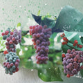 Red Flame Seedless Grape Vine – Vitis vinifera Live Plant, 3 Gallon, Sweet Seedless Red Grapes, Self-Fertile Fruit Vine