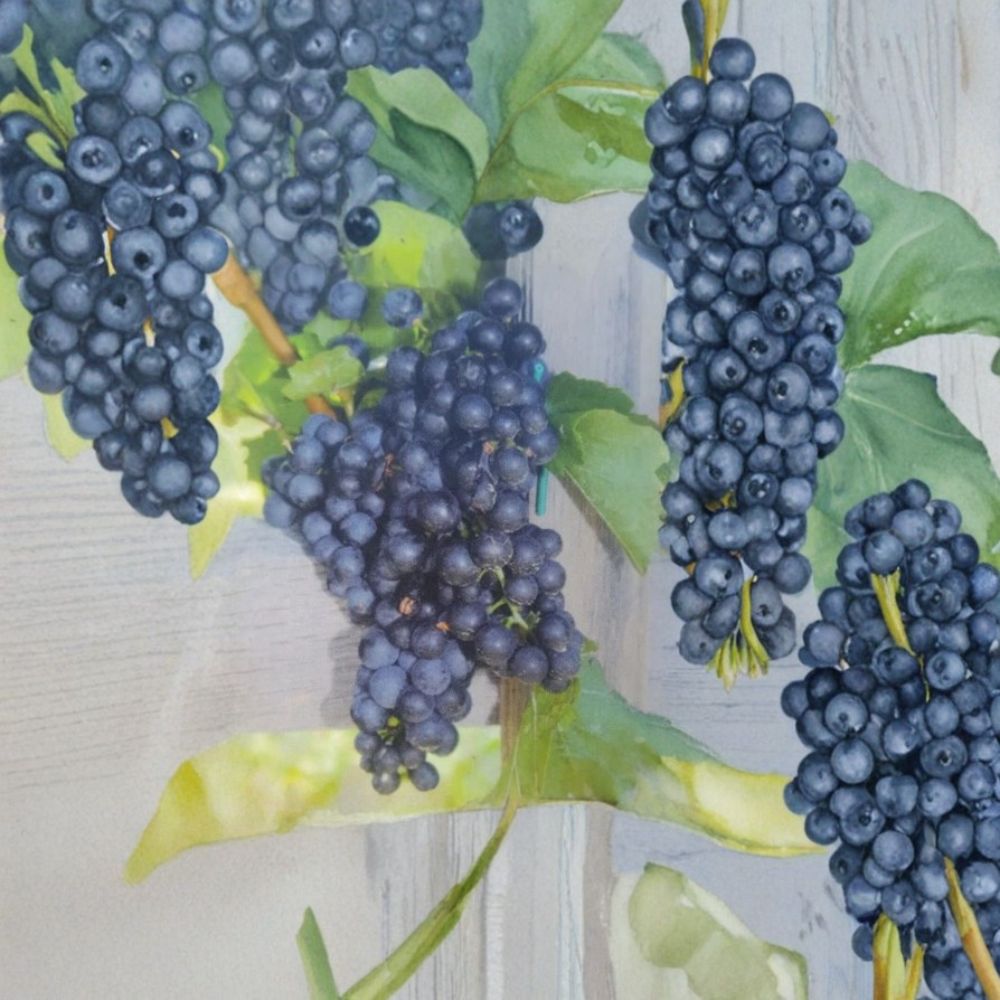 Seedless Grape Vine Live Plant, 3-Gallon Mars Vitis labrusca, Backyard Vineyard, Edible Landscape, Fruitful, Hardy