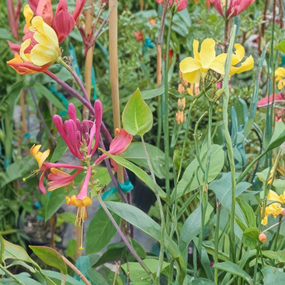 Pink Lemonade Honeysuckle Vine 1 Gallon Climbing Lonicera spp. Fragrant Pink Flowers, Butterfly & Hummingbird Friendly